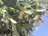 /album/o-topos-mas/img005-jpg/