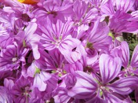 /album/o-topos-mas/moloxa5-jpg/